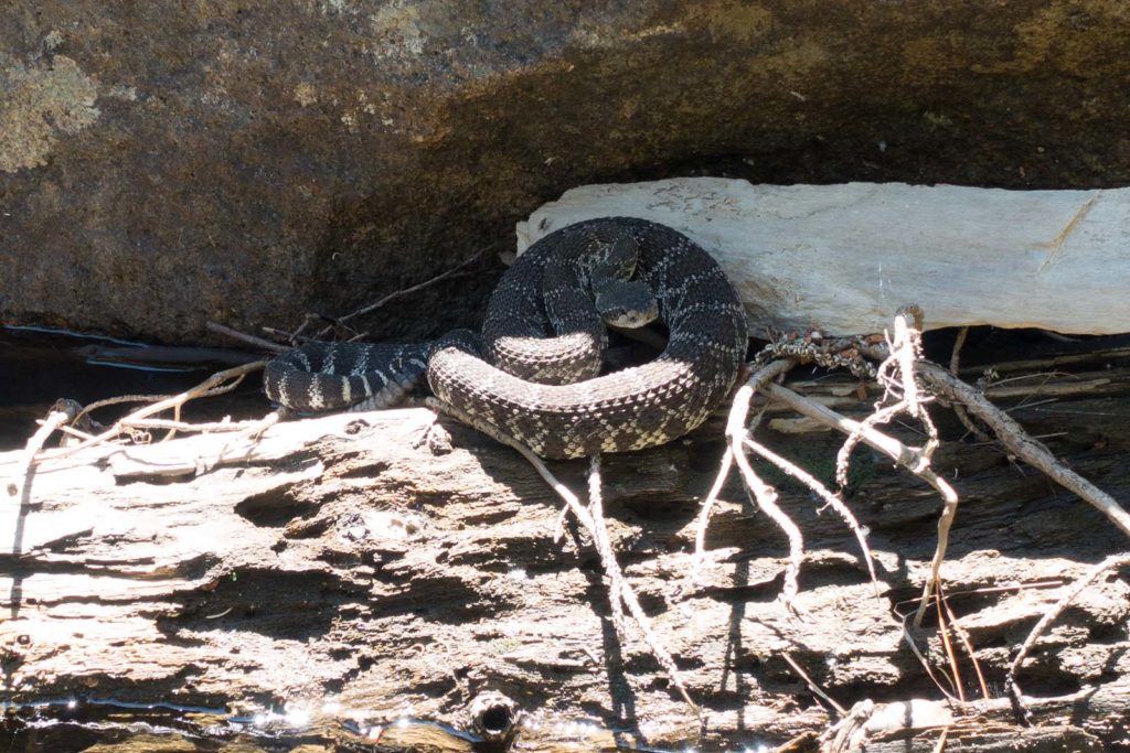As I was soaking in the sights I hoped onto a rock (which can be seen in the previous photo). Below this rock (unknown to me) was a large rattlesnake keeping itself cool next to the river. Yes, that's right, rattlesnakes CAN swim.