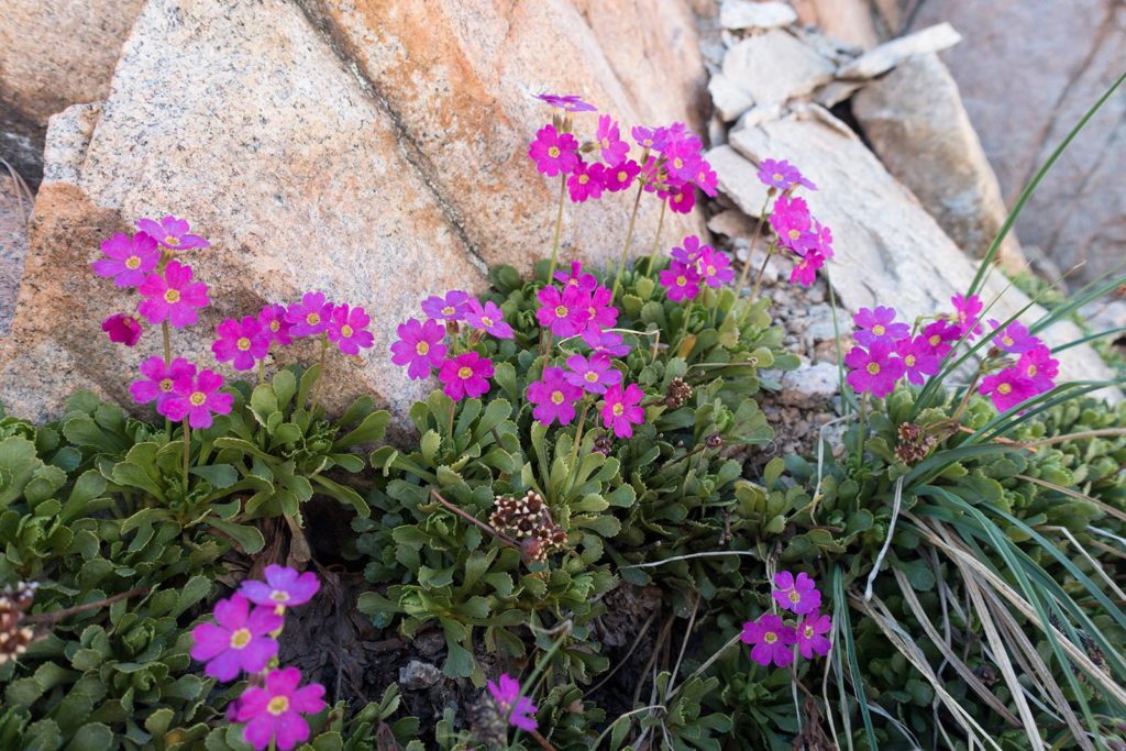Don't forget to stop and smell the wild flowers along the way. Scientific Name: Primula suffrutescens, Common Name: Sierra Primrose, Family: Primrose, Color: Bright Pink with a Yellow center
