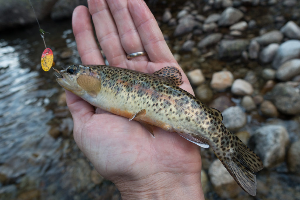 Brook Trout caught in Upper Paradise Valley with lure with barbless hook